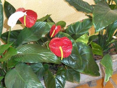 Voa Samuka Hotel Florianópolis